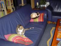 Image Cats/Azrael-Spot-2009-01-31.002.jpg