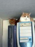 Image Cats/Ginger-Ronja-2013-07-27.002.jpg