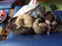 Image Cats/Kiara-Minet-2011-06-13.000.jpg