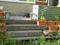 Image Cats/Minet-Spot.03.000.jpg