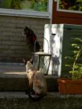 Image Cats/Minet-Spot.03.002.jpg