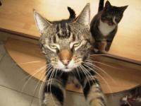 Image Cats/simba-spot.00.000.jpg