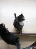 Image Cats/simba-spot.01.000.jpg