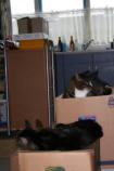 Image Cats/simba-spot.06.000.jpg