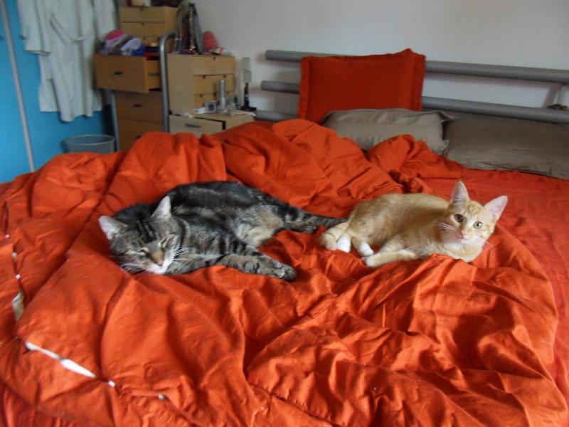 Image Kat/Kiara-Simba-2011-06-21.001.jpg