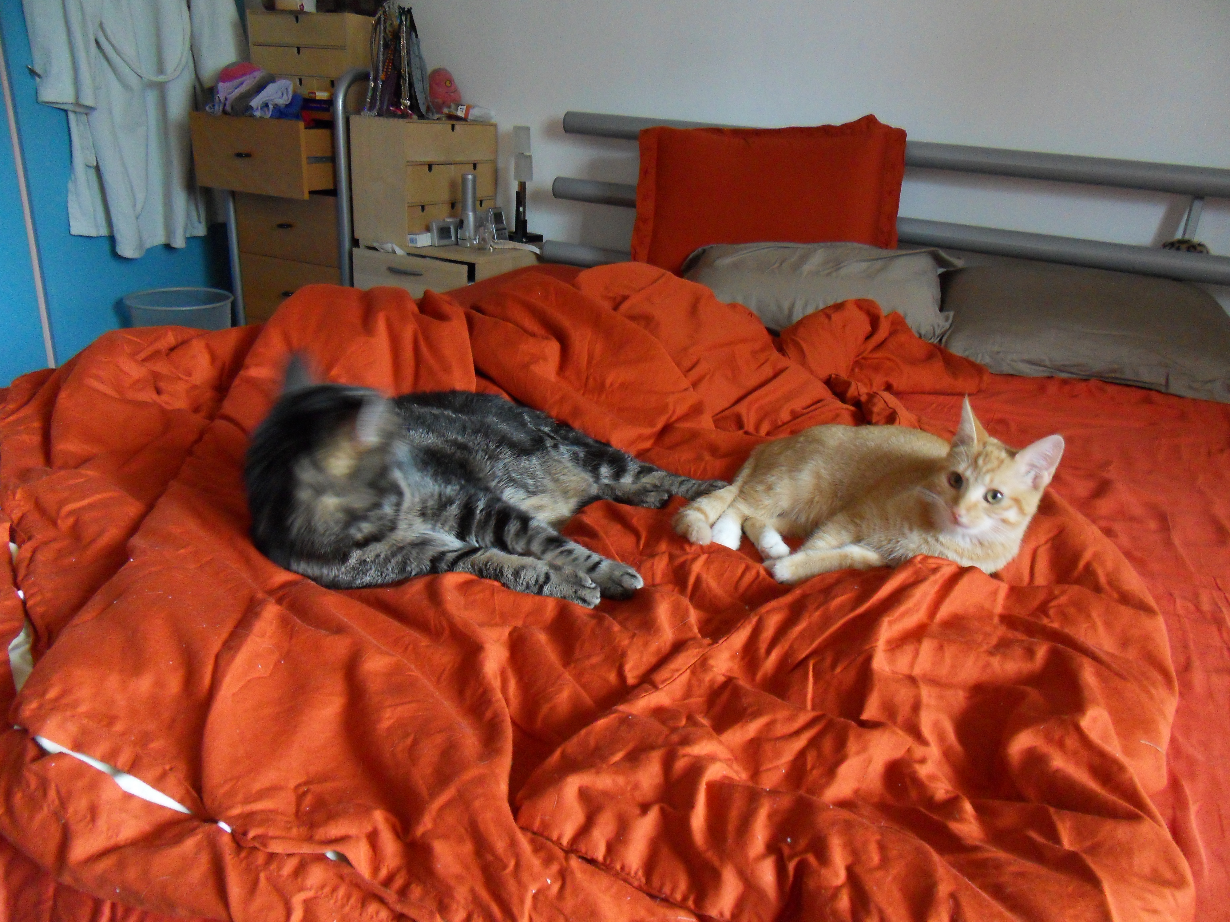 Image Kat/Kiara-Simba-2011-06-21.002.jpg