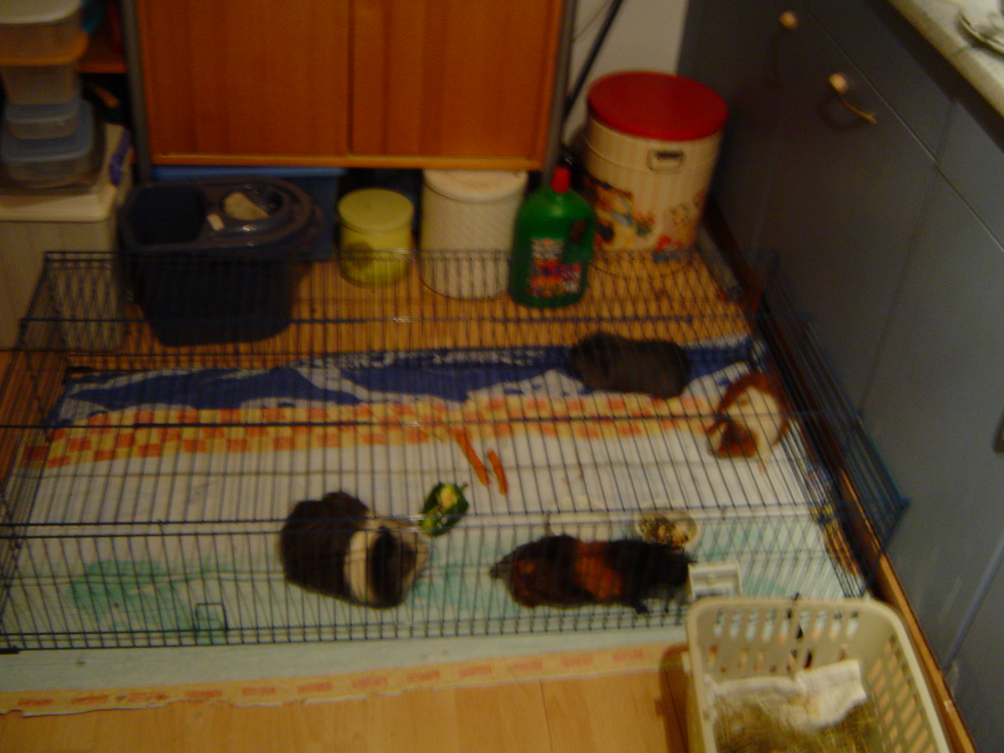 Harry, Afke, Tink en Sterre in afwachting van een schone kooi 01-05-2009