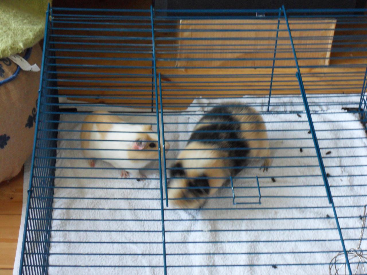 Image Cavia/Dewi/Dewi-2012-05-19.031.jpg