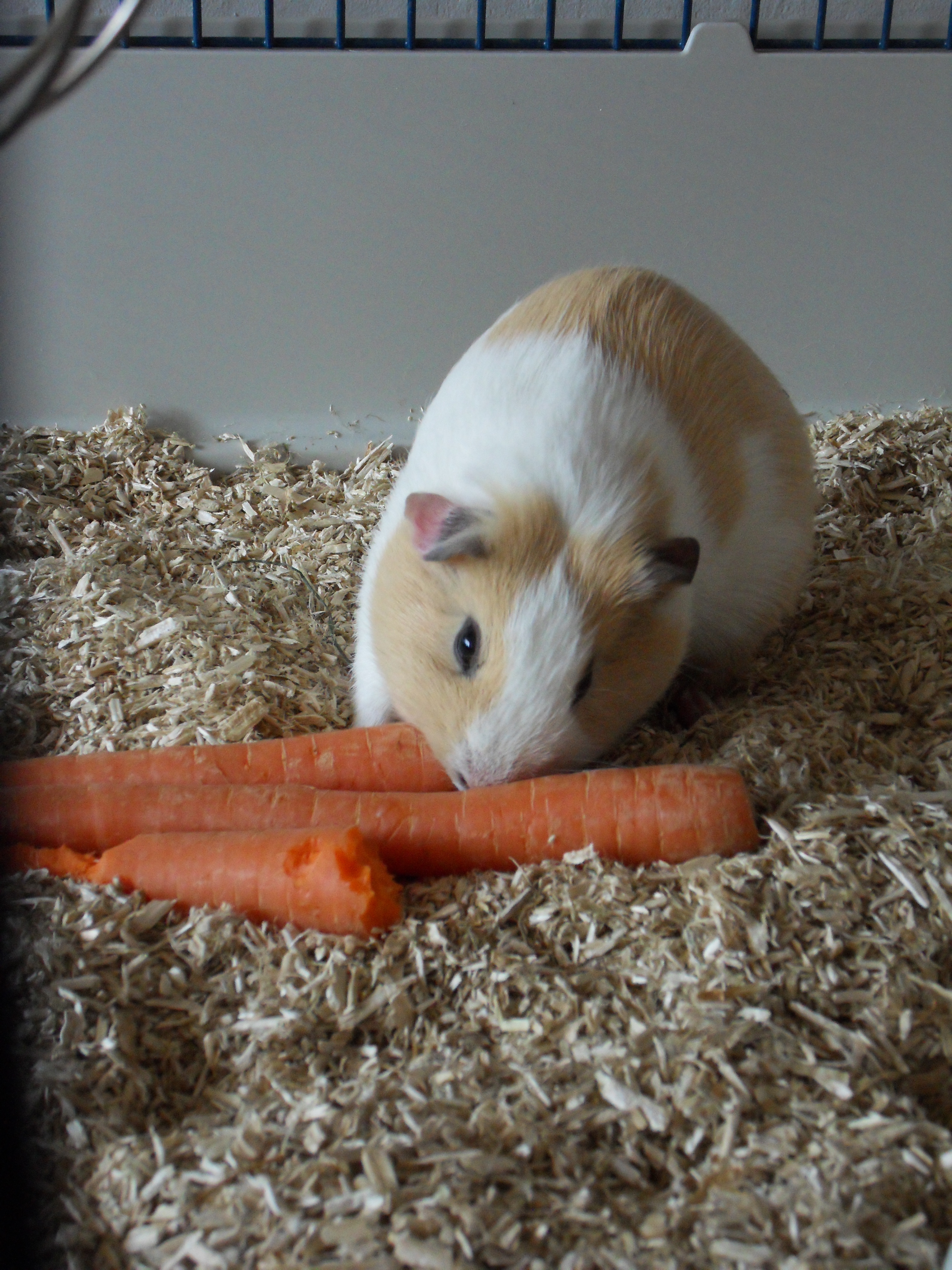 Image Cavia/Dewi/Dewi-2012-05-19.055.jpg