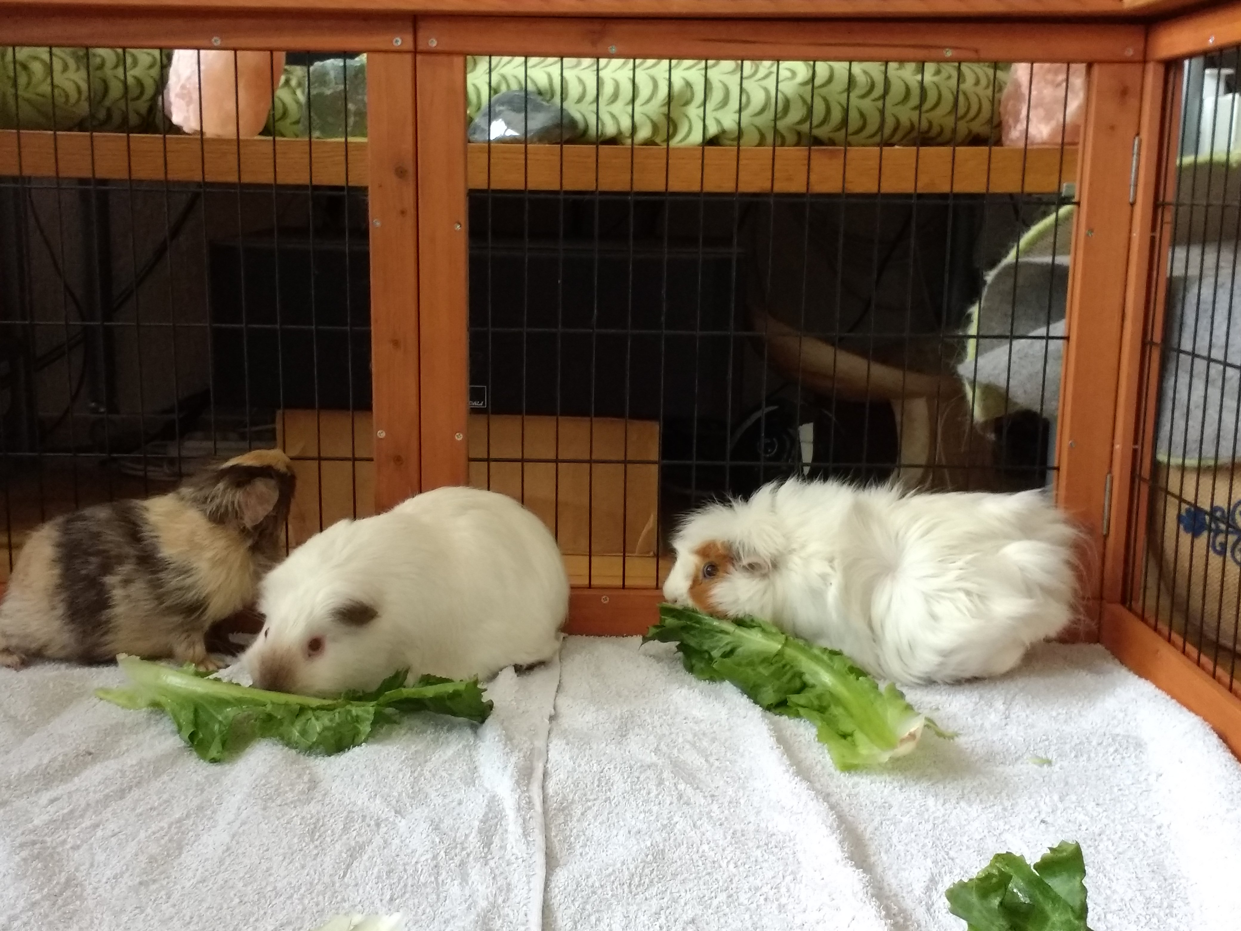 Image Cavia/Femke/Femke-2016-07-28.005.jpg