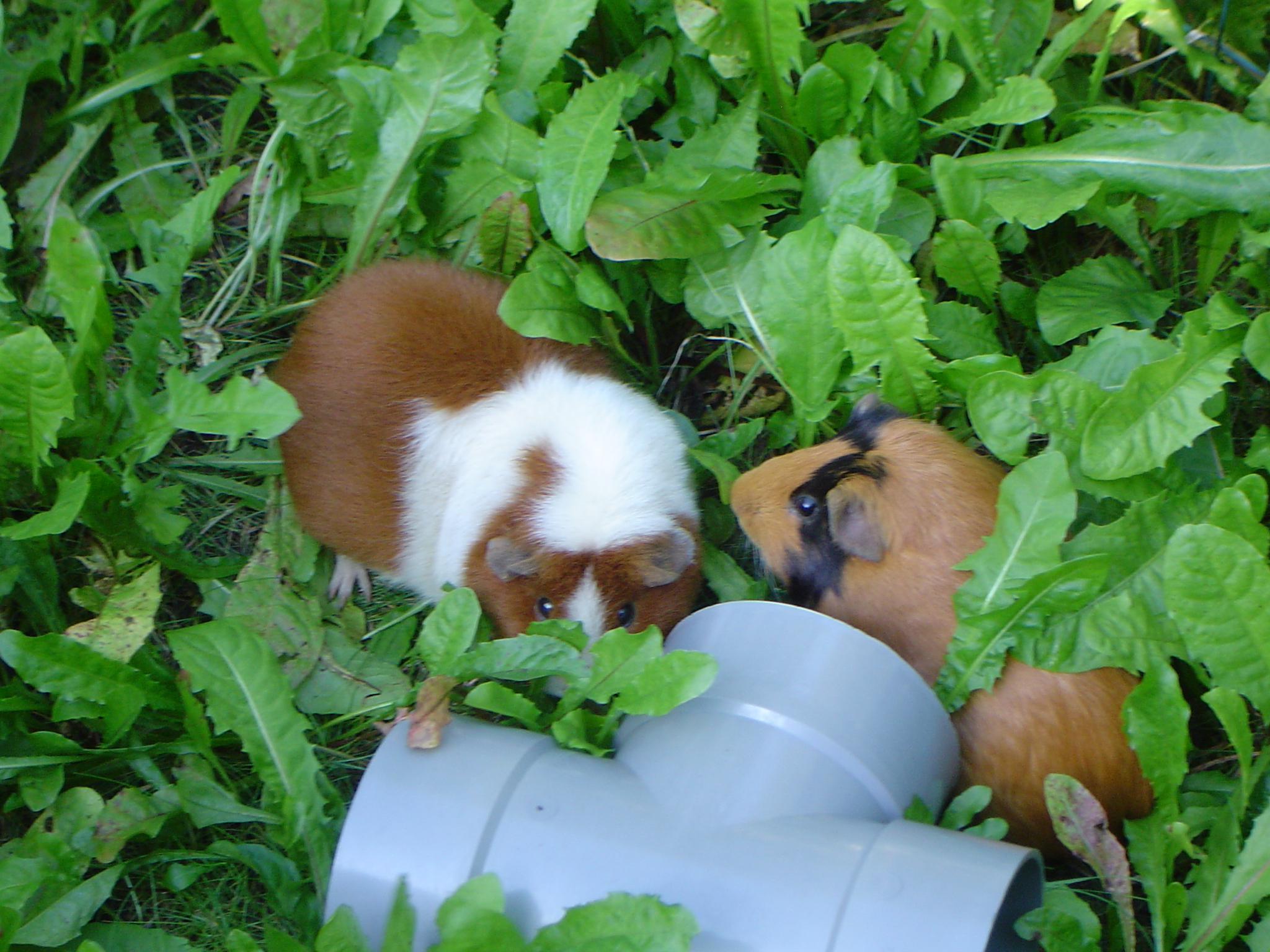 Image Cavia/Karel-Tink.00.000.jpg