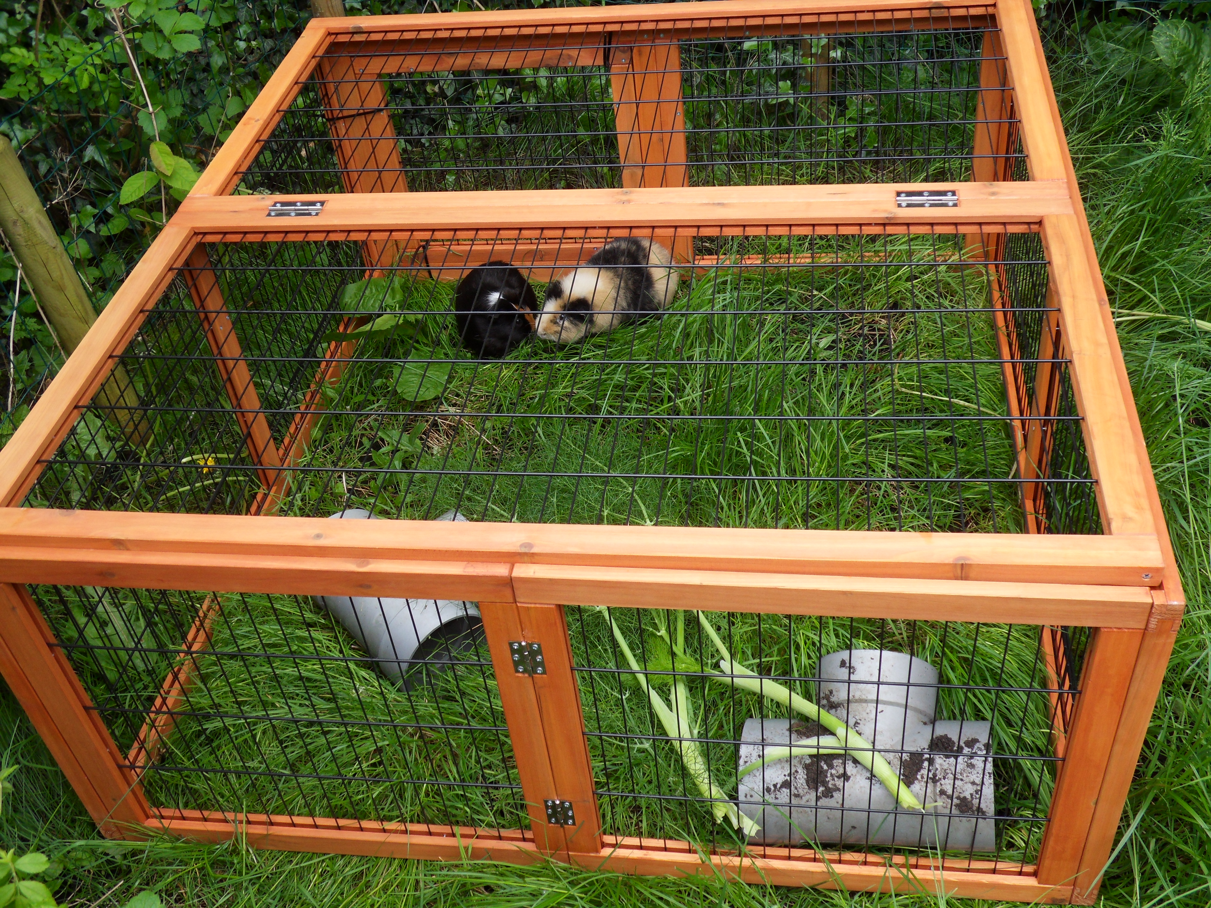 Image Cavia/Nancy/Nancy-2012-05-12.004.jpg