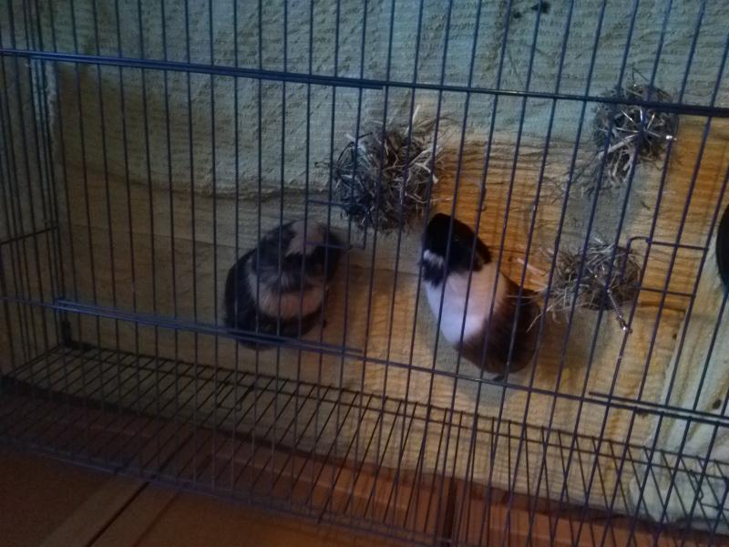 Image Cavia/Robbedoes/Robbedoes-Femke.2021-03-13.010.jpg