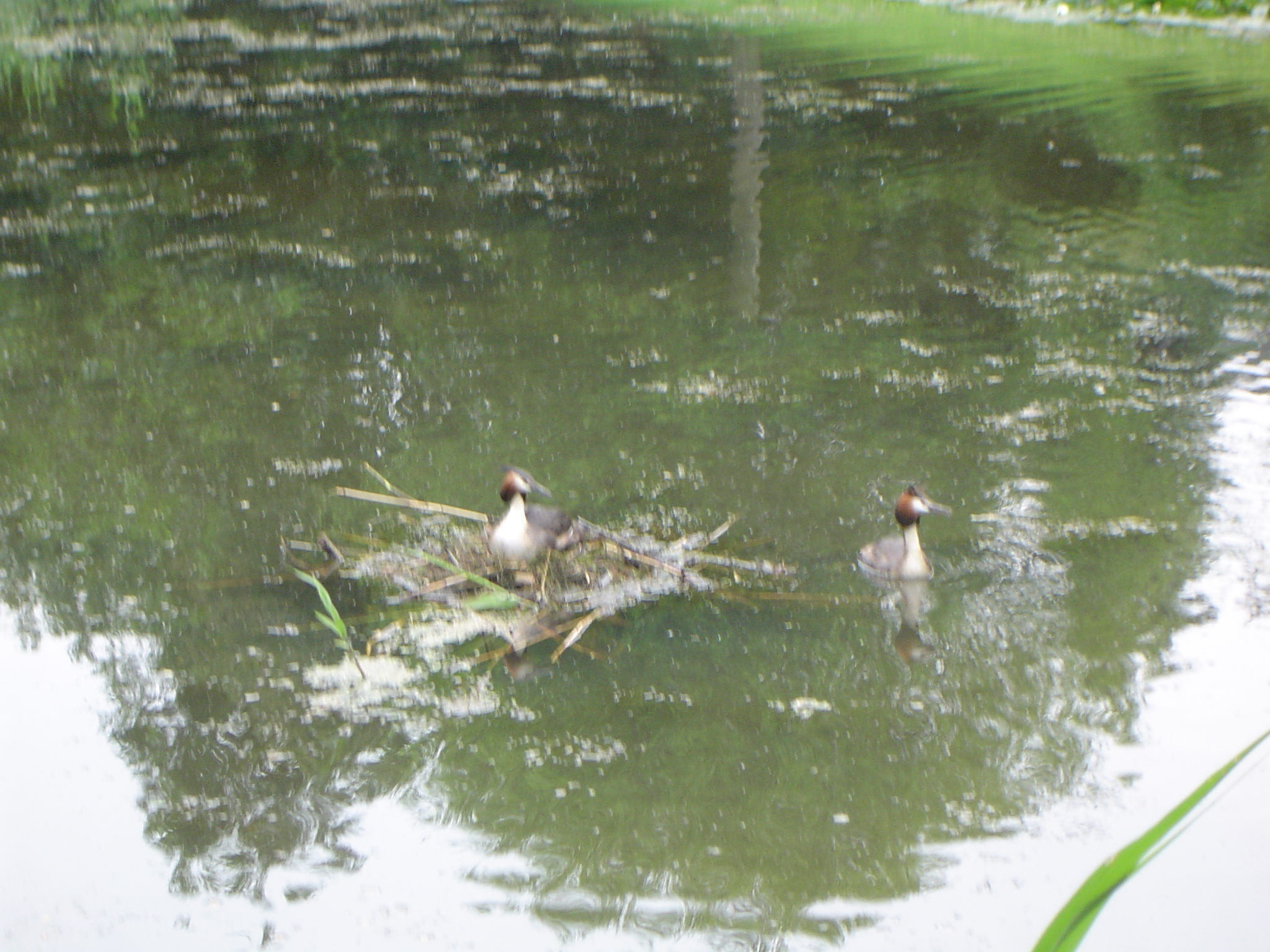 Hond/Kees/Kees-Wandeling-20090617.004.jpg