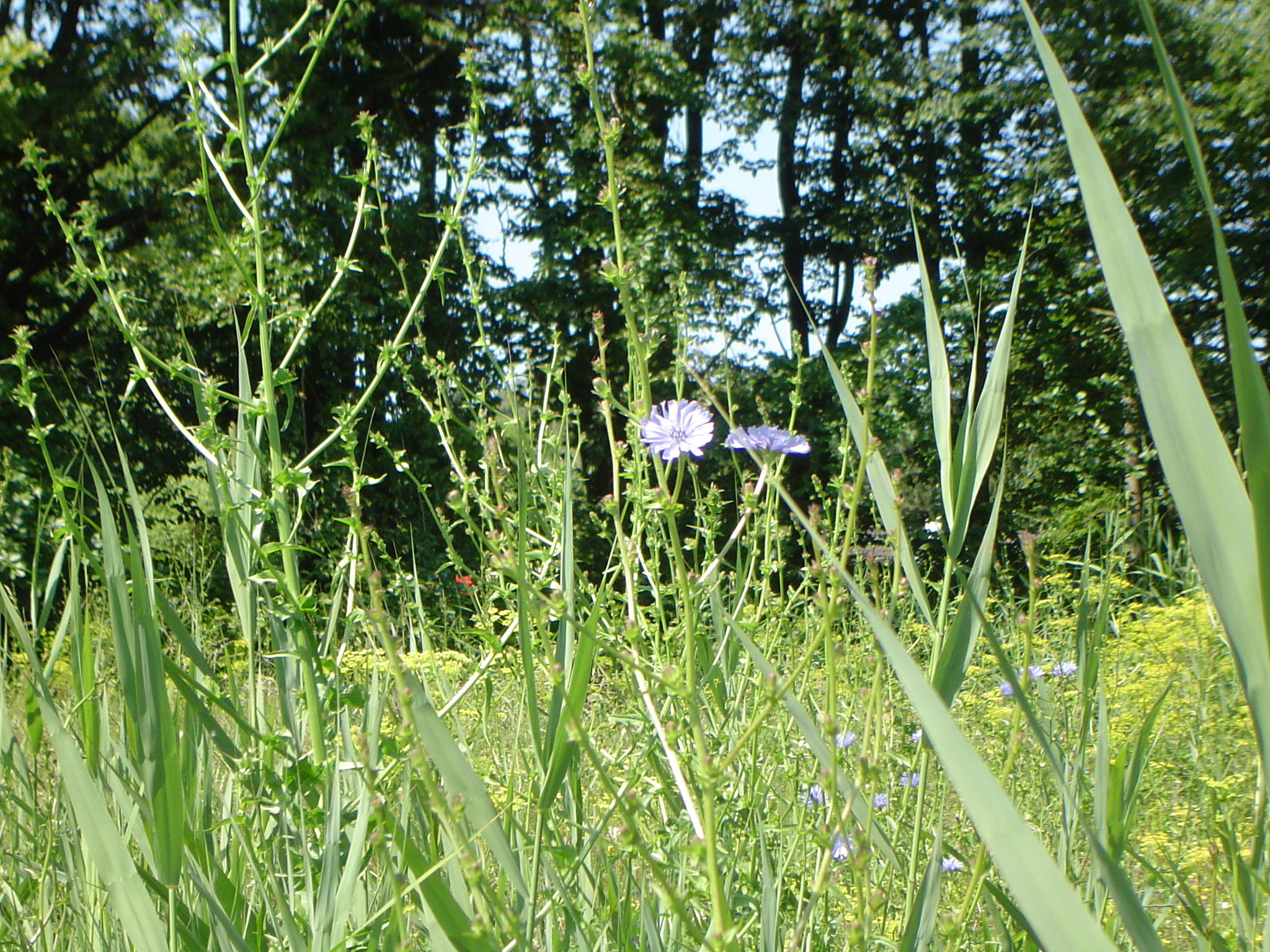 Hond/Kees/Kees-Wandeling-20090623.005.jpg