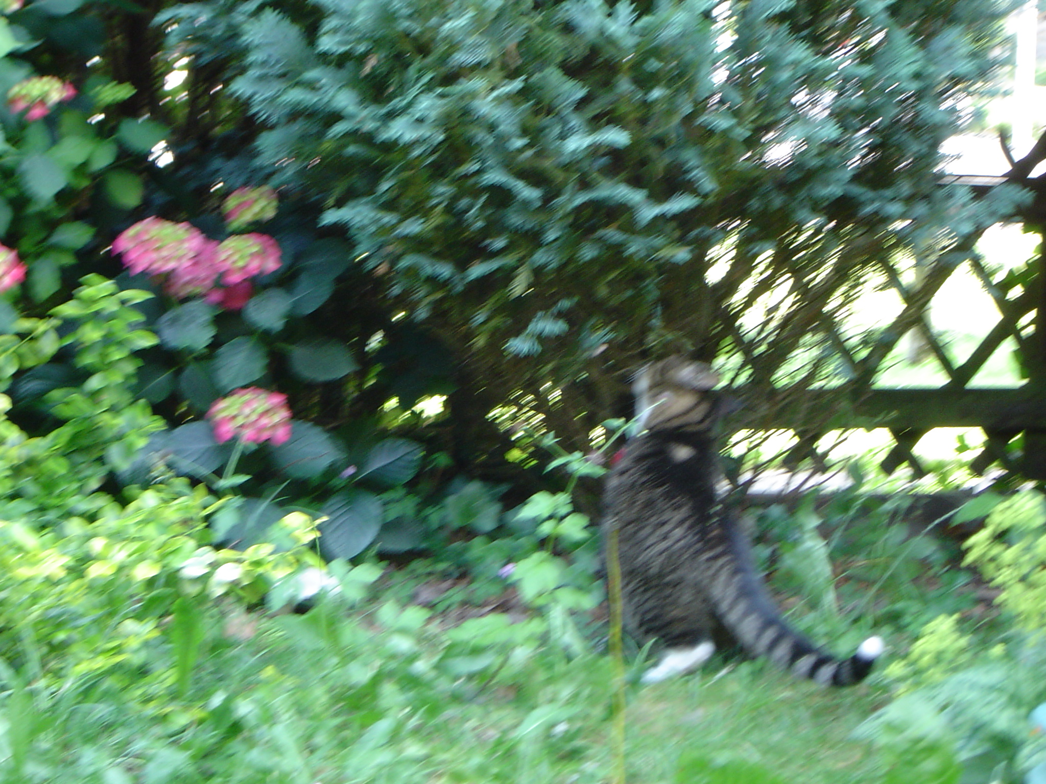 Hond/Kees/Kees-Wandeling-20090625.027.jpg