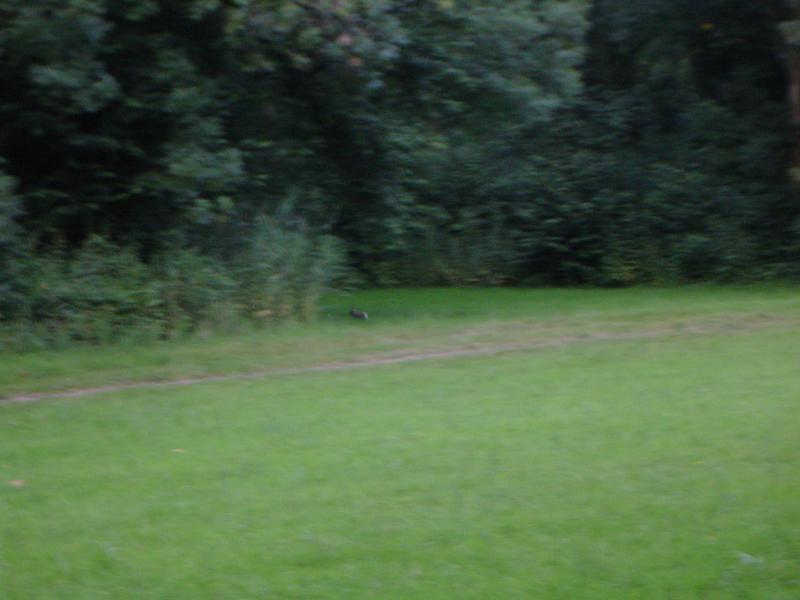 Hond/Kees/Kees-Wandeling-20090625.034.jpg