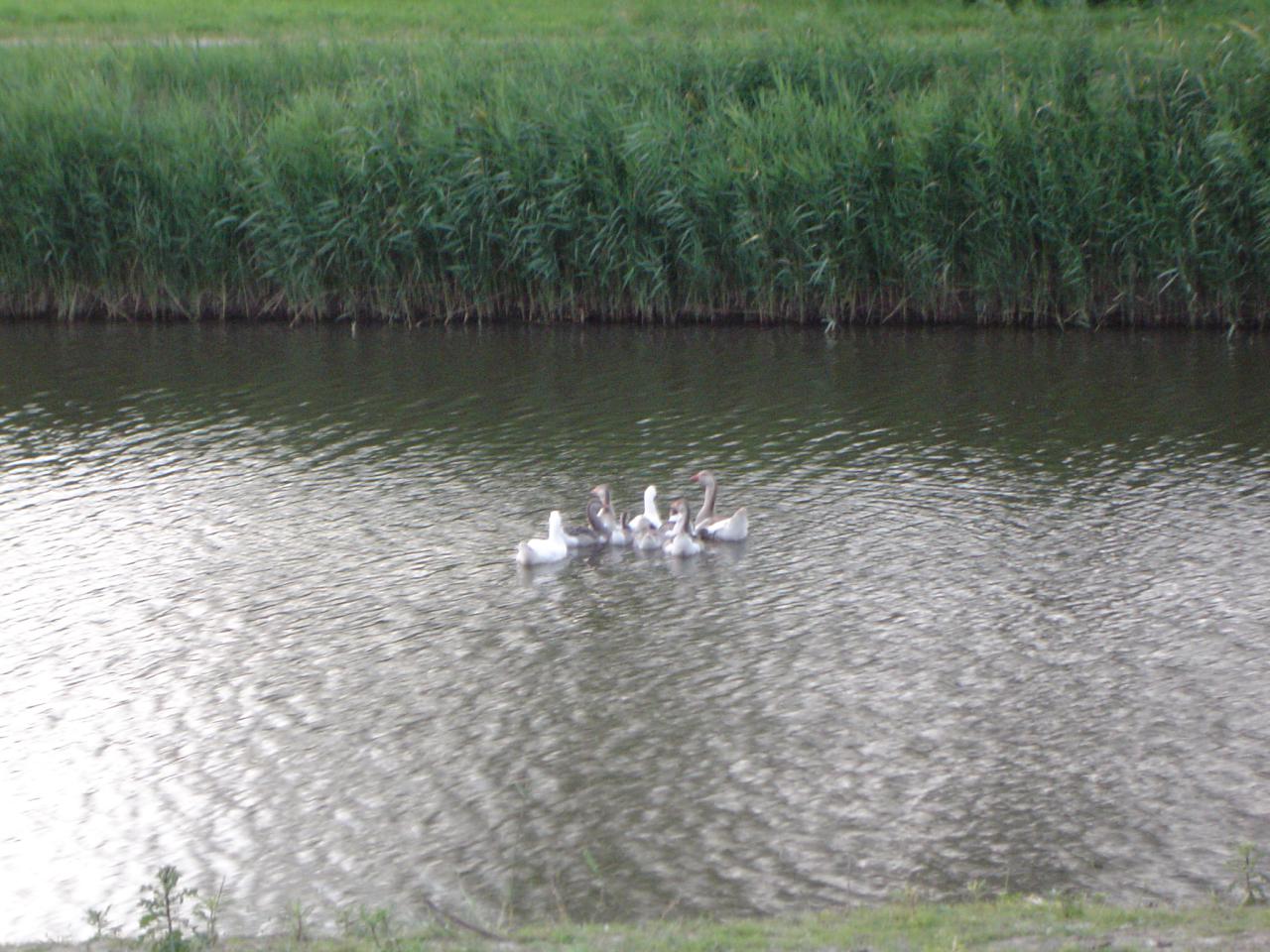 Hond/Kees/Kees-Wandeling-20090625.036.jpg