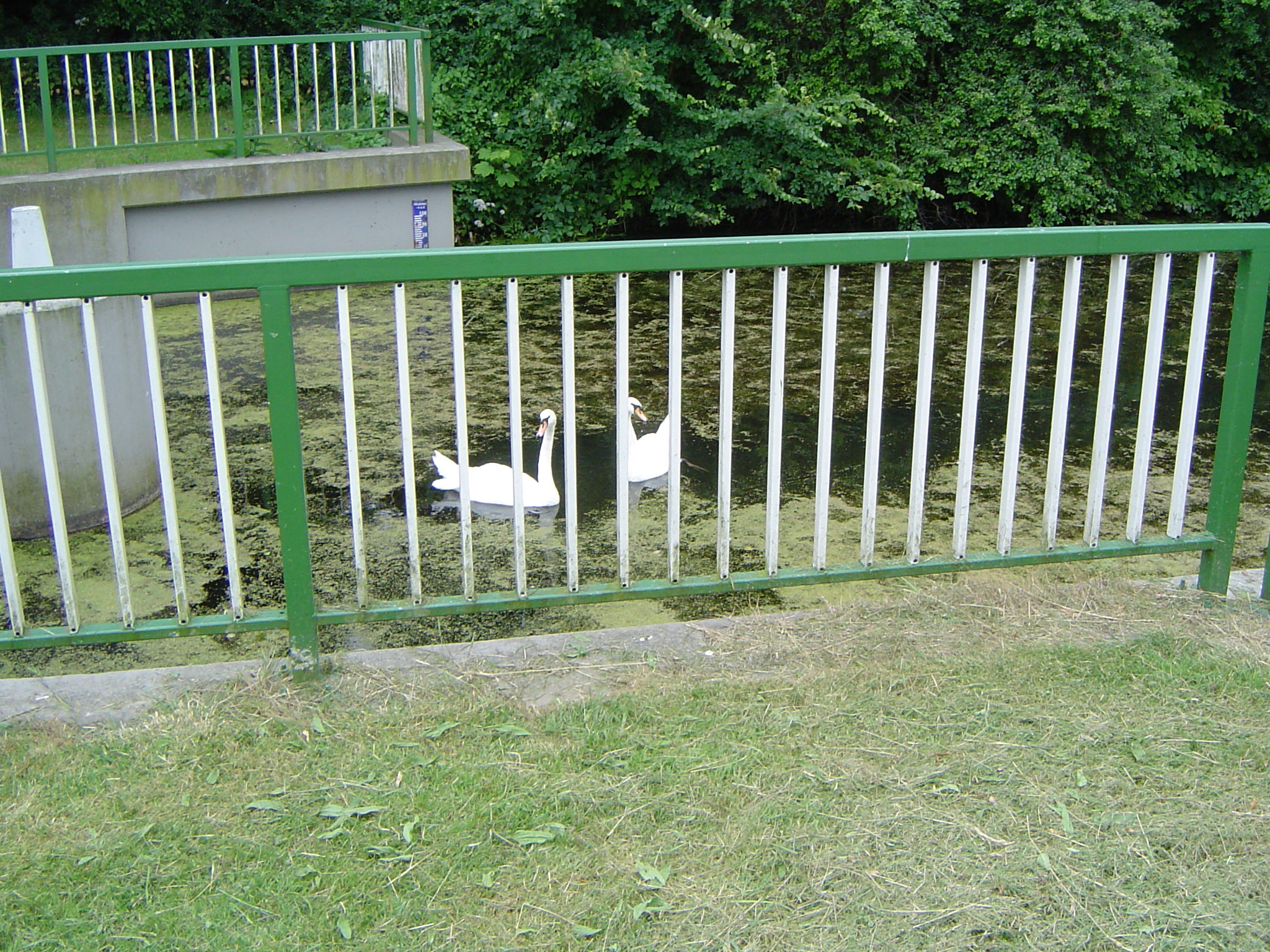 Image Hond/Kees/Kees-wandeling-2009-07-05.017.jpg