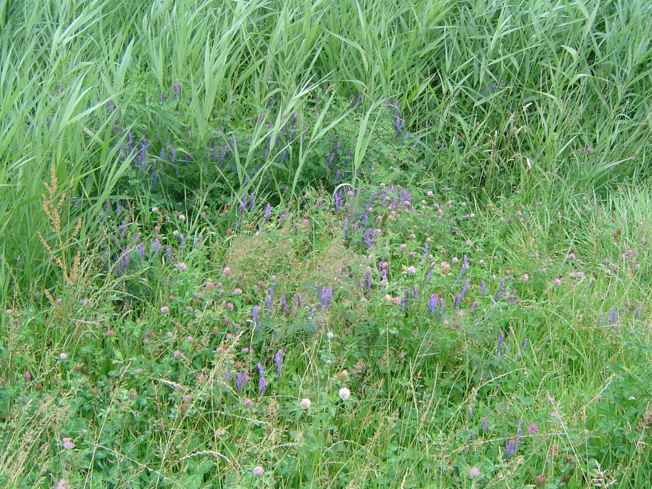 Image Hond/Kees/Kees-wandeling-2009-07-05.022.jpg