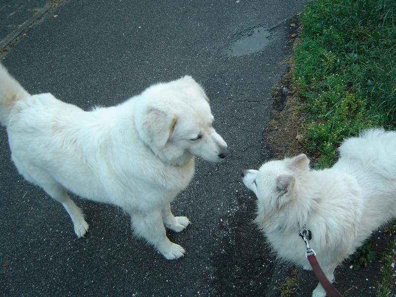 Image Hond/Kees/Kees-wandeling-2009-07-05.045.jpg