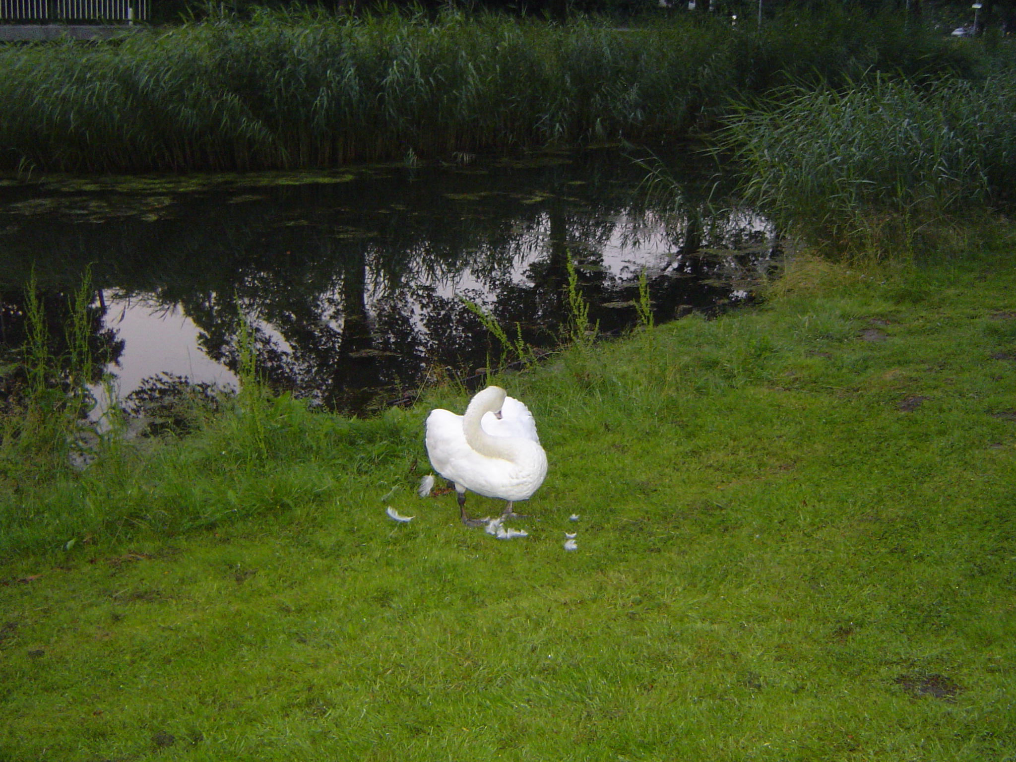 Image Hond/Kees/Kees-wandeling-2009-07-05.067.jpg