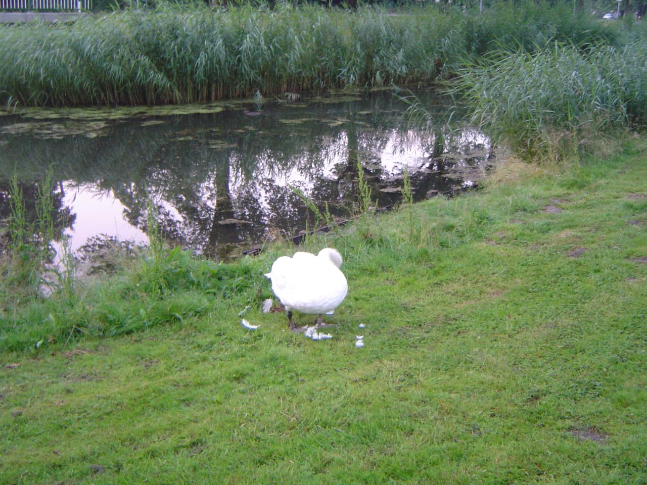 Image Hond/Kees/Kees-wandeling-2009-07-05.068.jpg