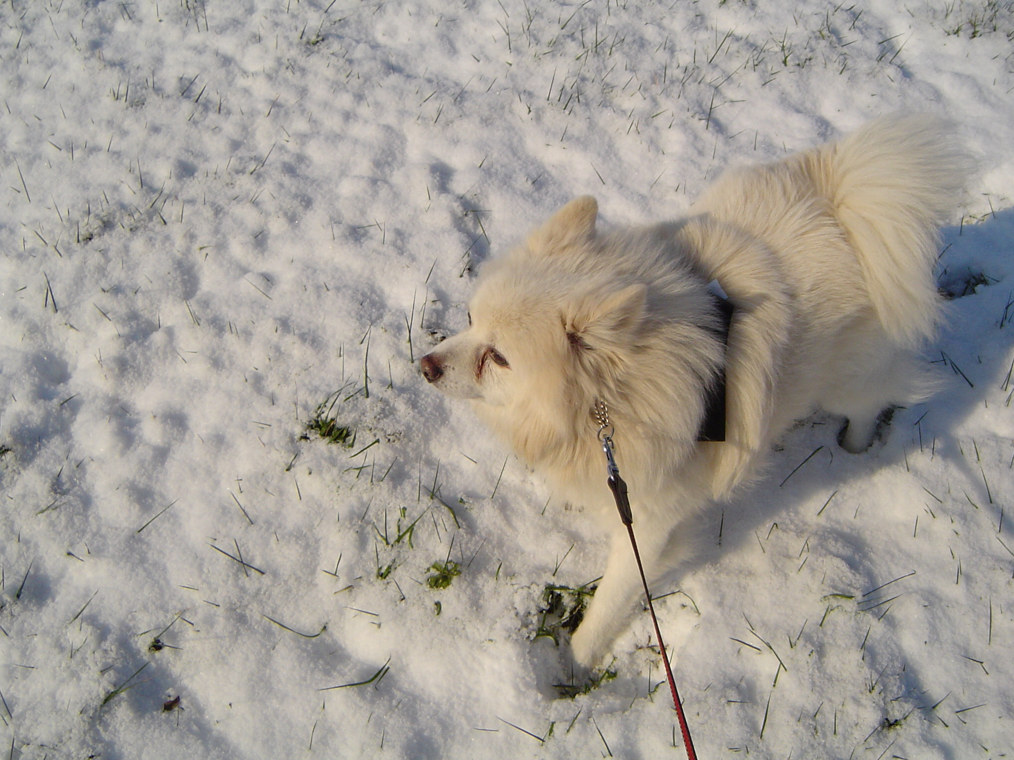 Image Hond/Kees/Wandeling/Kees-Wandeling-2009-12-19.006.jpg