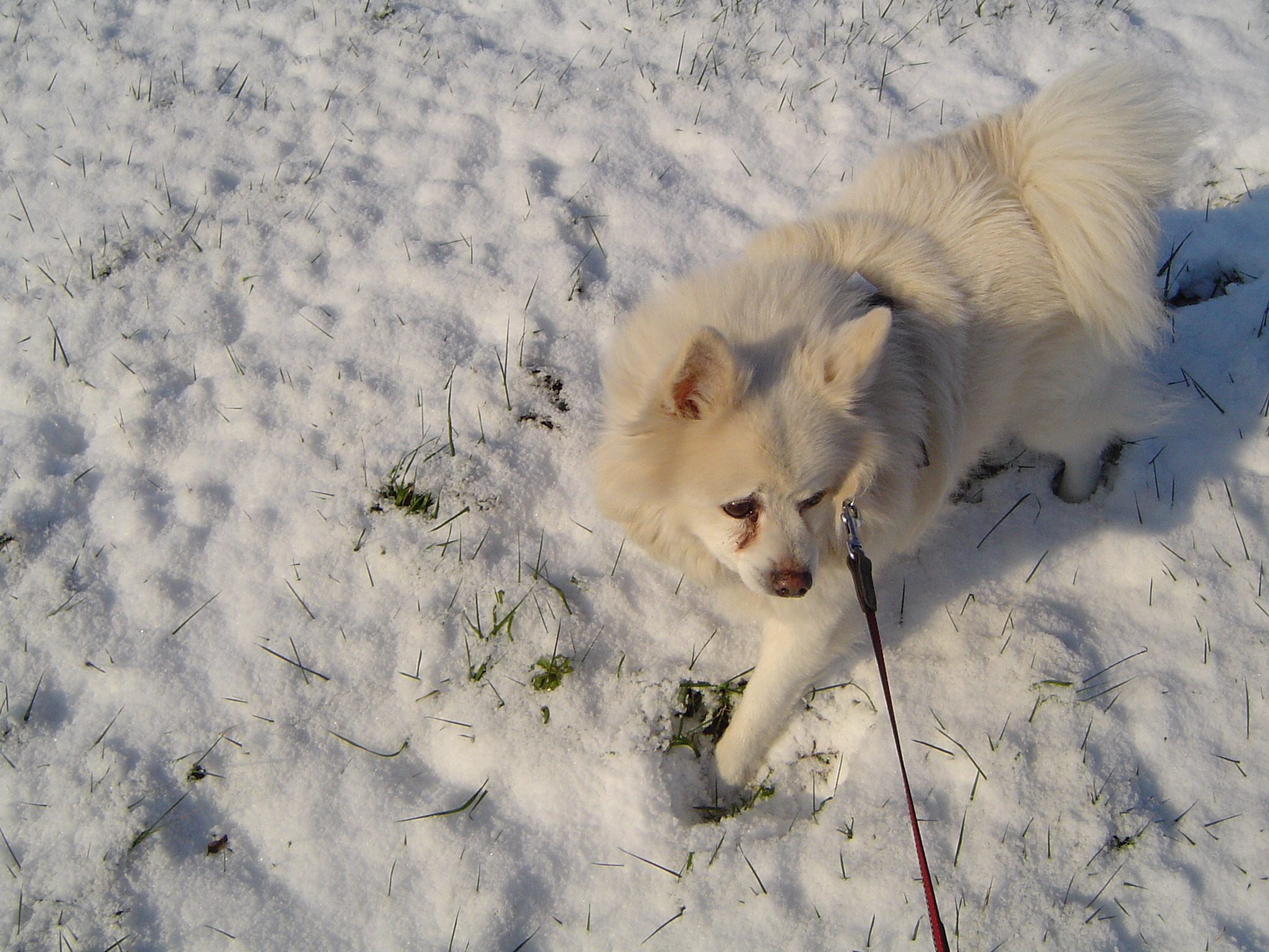 Image Hond/Kees/Wandeling/Kees-Wandeling-2009-12-19.007.jpg