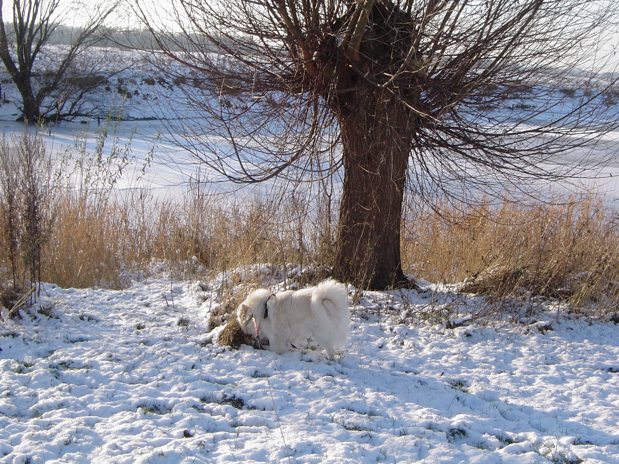 Image Hond/Kees/Wandeling/Kees-Wandeling-2009-12-19.010.jpg