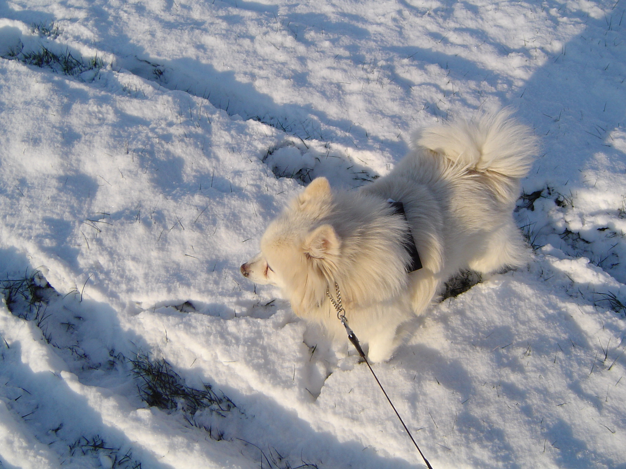 Image Hond/Kees/Wandeling/Kees-Wandeling-2009-12-19.018.jpg