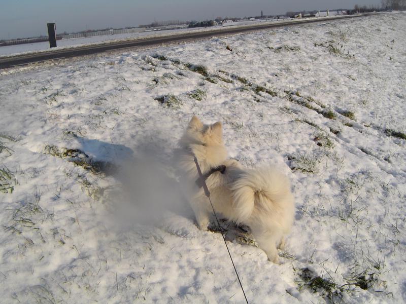 Image Hond/Kees/Wandeling/Kees-Wandeling-2009-12-19.024.jpg