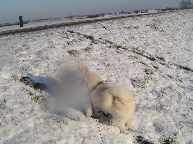 Image Hond/Kees/Wandeling/Kees-Wandeling-2009-12-19.025.jpg